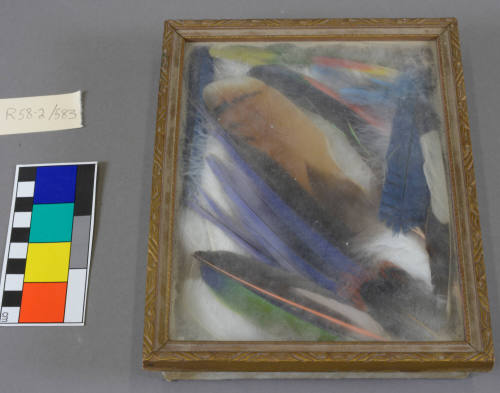 Feathers