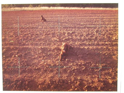Red Setters in a Red Field, Charlotte, North Carolina