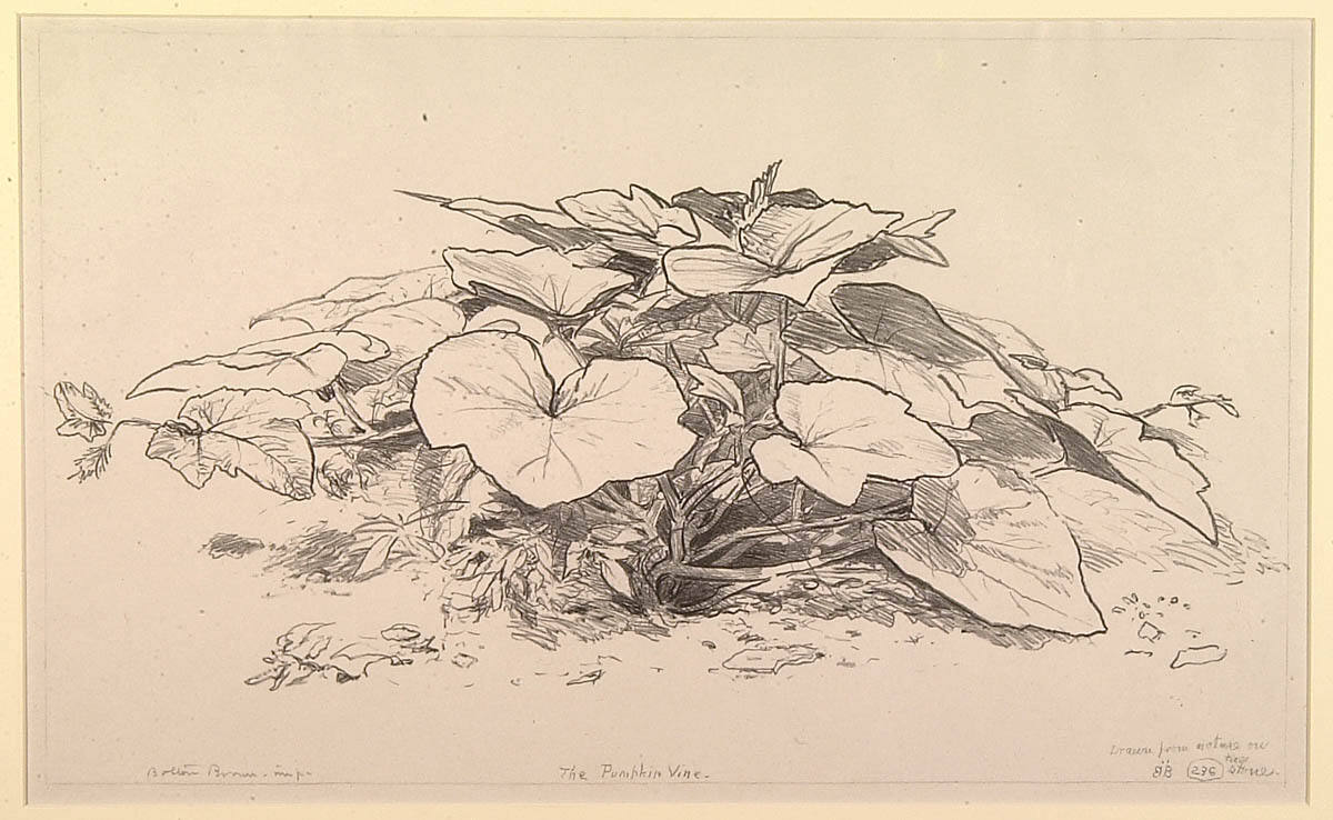 The Pumpkin Vine