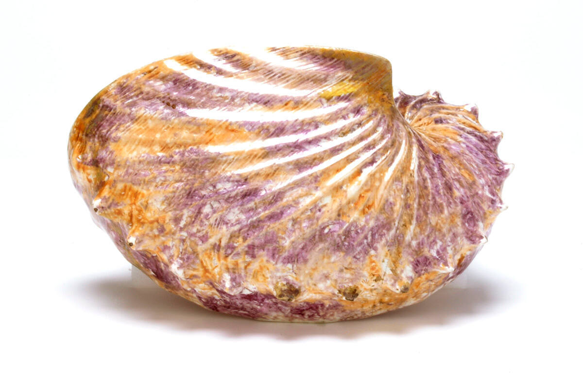 Nautilus Shell Wall Vase