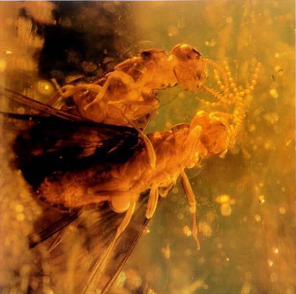 Termites in Copal