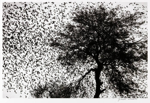 Tree with birds, Guanajuato Highway, Mexico
