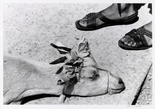 The Goat's Dance, La Mixteca, Oaxaca, Mexico