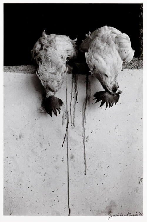 The roosters, Juchitán, Mexico