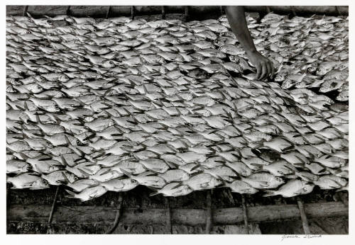 Little fish from Oaxaca