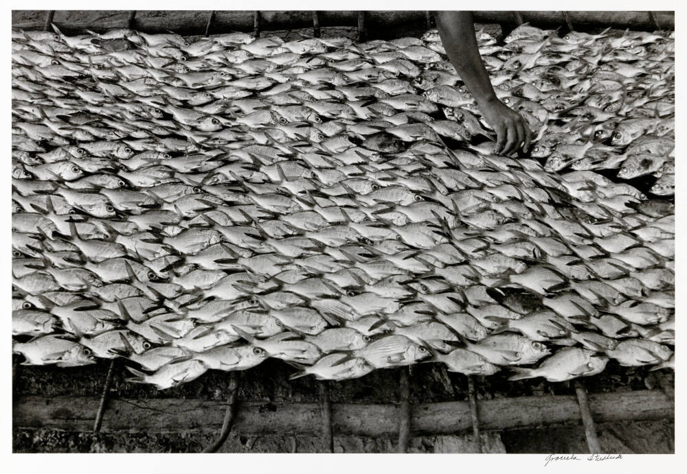 Little fish from Oaxaca