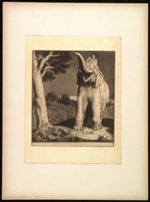 Toomai of the Elephants