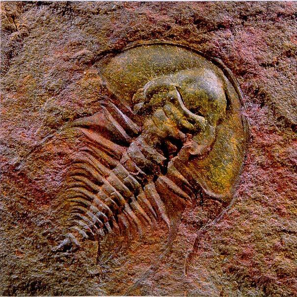 Trilobite