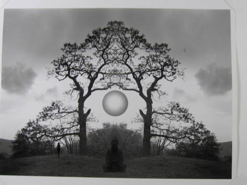 Meditation Tree