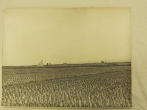 Rice Fields: Valencia--with sail boat
