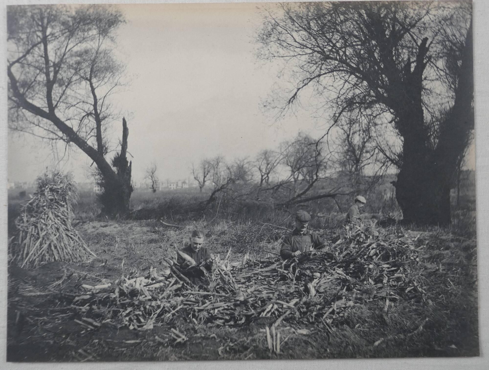 Husking corn