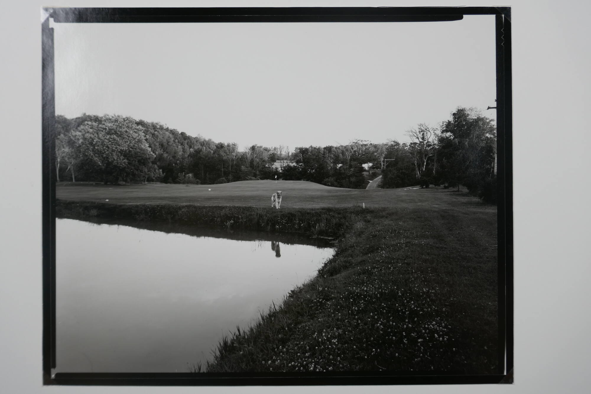 Dog, Shelburne, Vermont