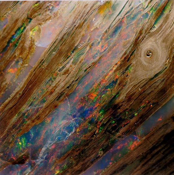Opalized Wood