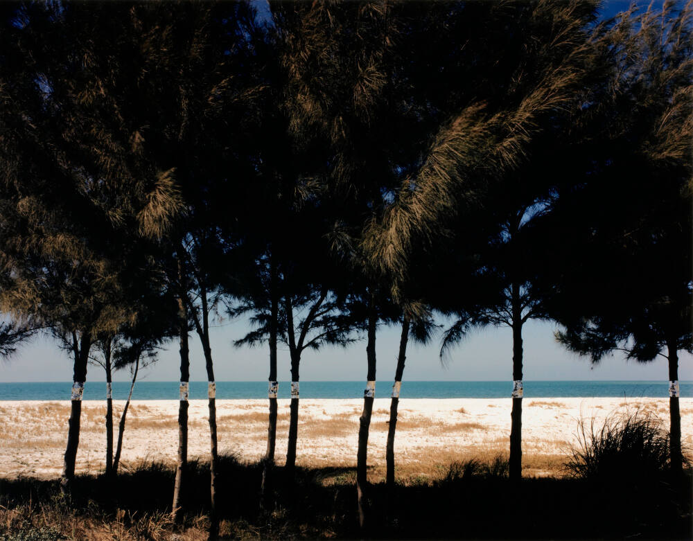 Australian Pines, Fort DeSoto, Florida