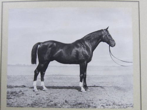 Malteser III, Trakehner horse, royal stud farm, Prussia