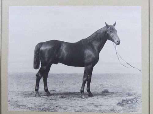 Fürstenberg III, Trakehner horse, royal stud farm, Prussia