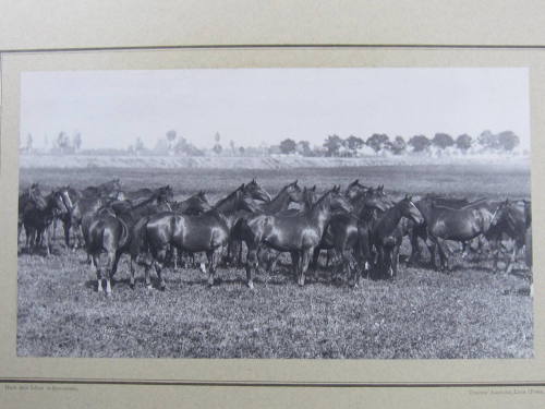 Trakehner horses, royal stud farm, Prussia