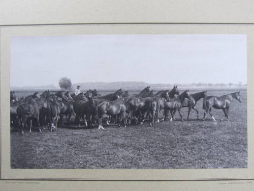 Trakehner horses, royal stud farms, Prussia