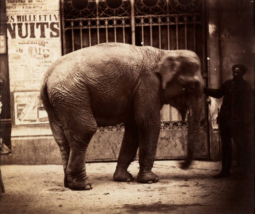 Elephant and mahout, Paris