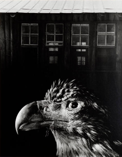 Bless Our Home and Eagle