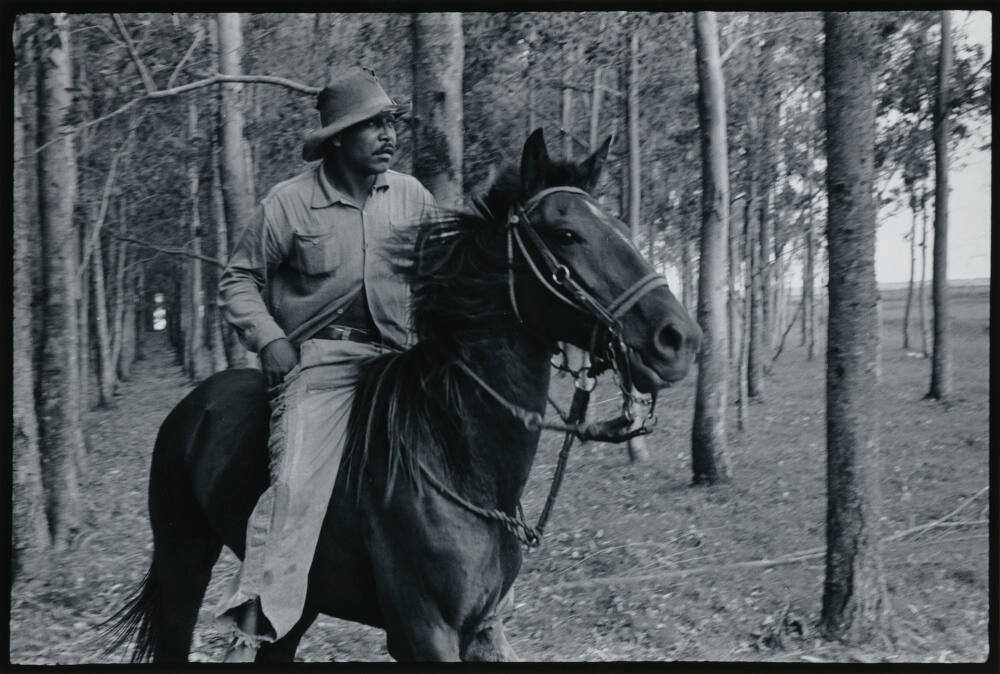 Camaqua, Rio Grande Do Sul, Brazil, Gaucho Vaqueiro