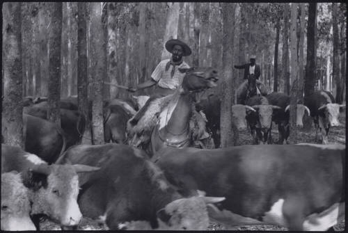 Gauchos, Fazenda De Gado, Camaqua-RG Do Sul, Brazil