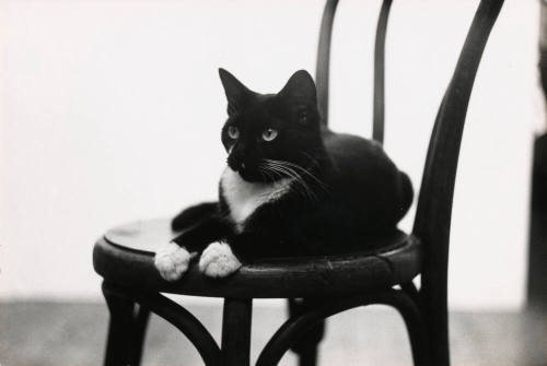 Lekvar Cat