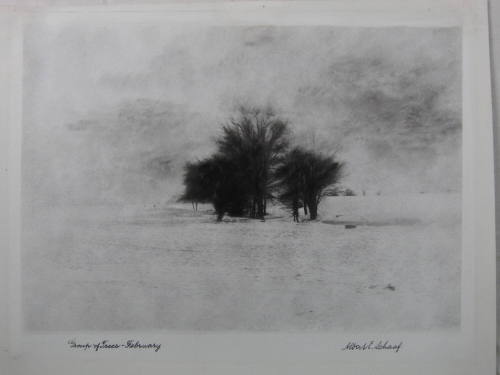 Group of trees