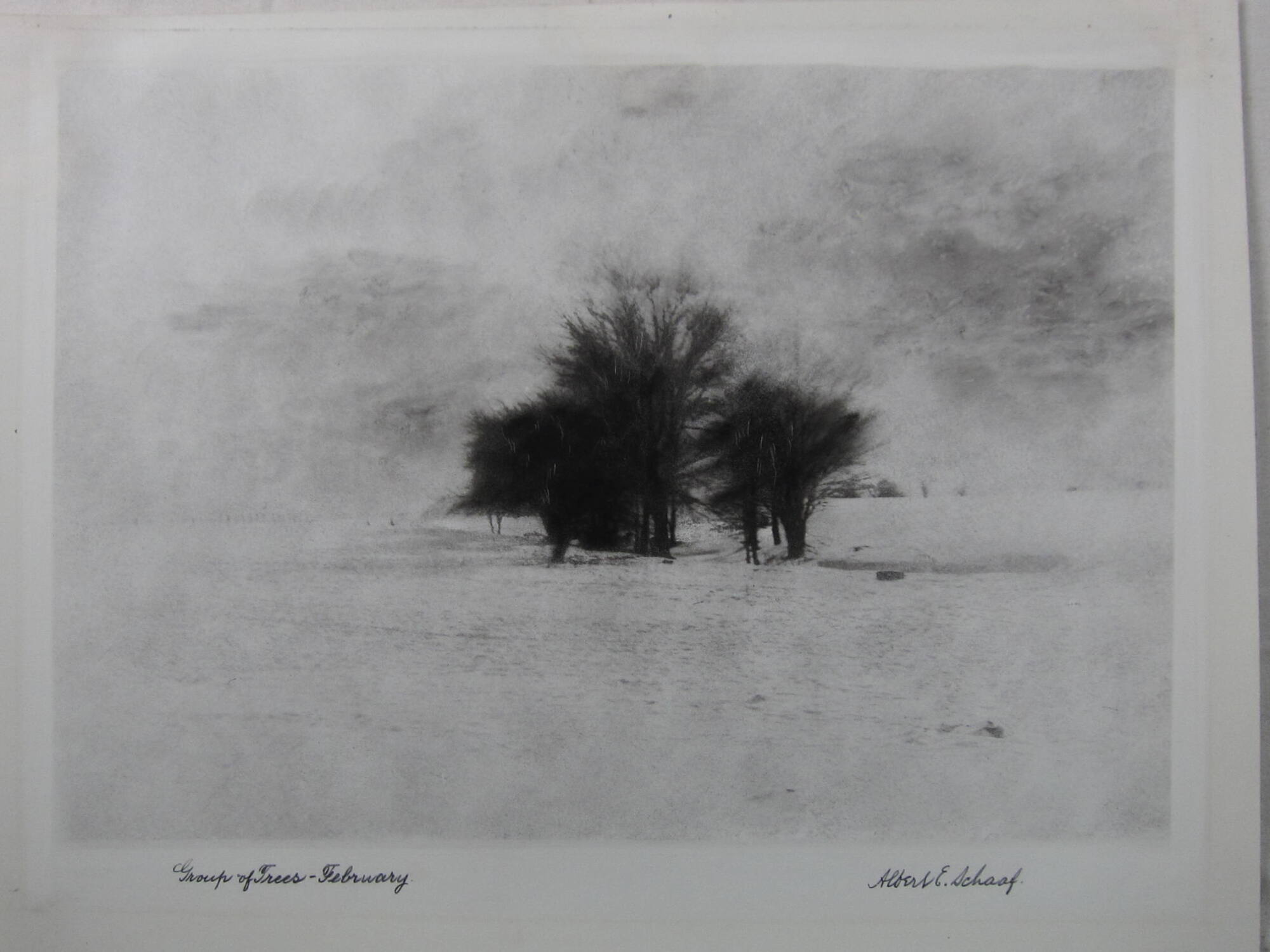 Group of trees