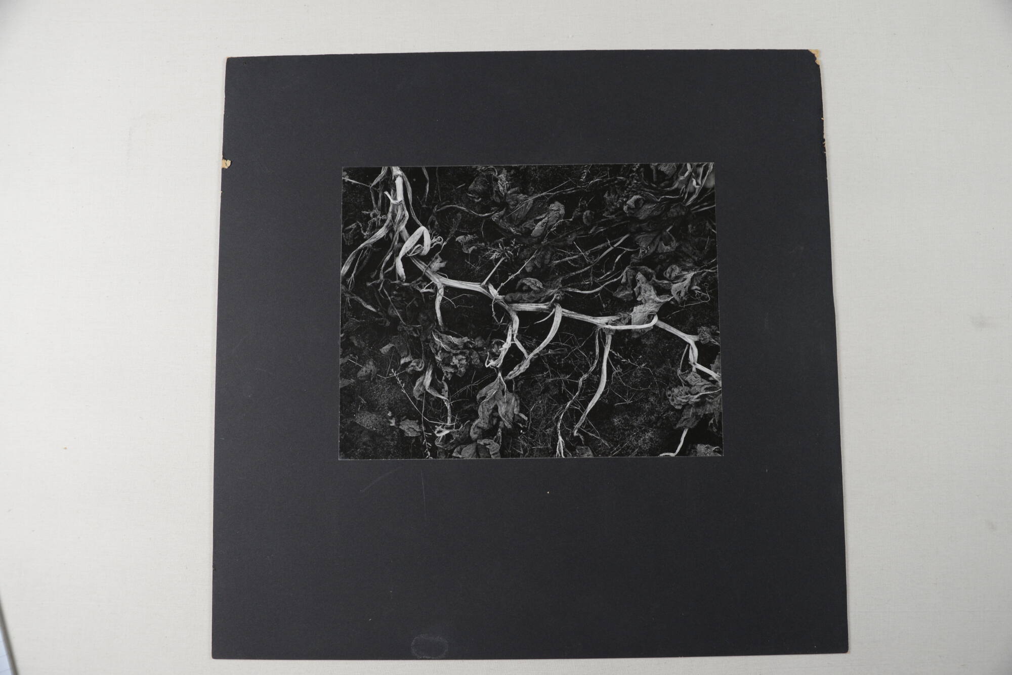 (Untitled, dried vine and leaves)