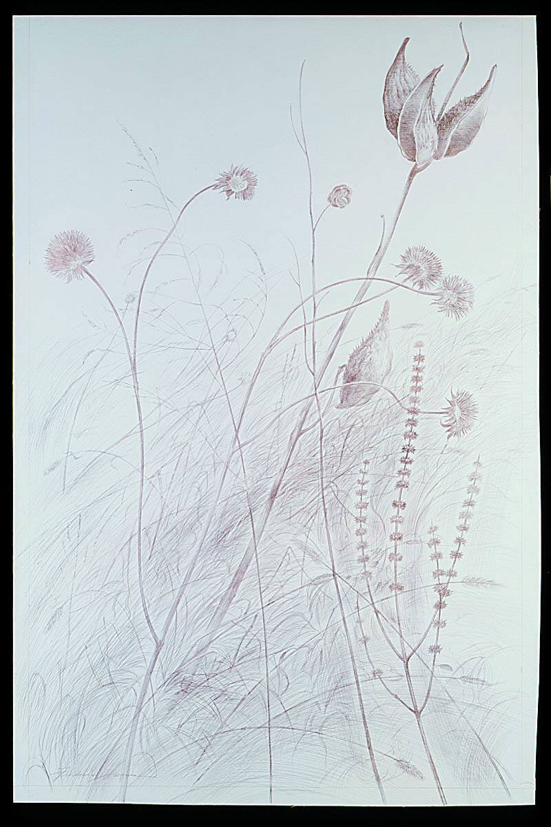 Wildflowers