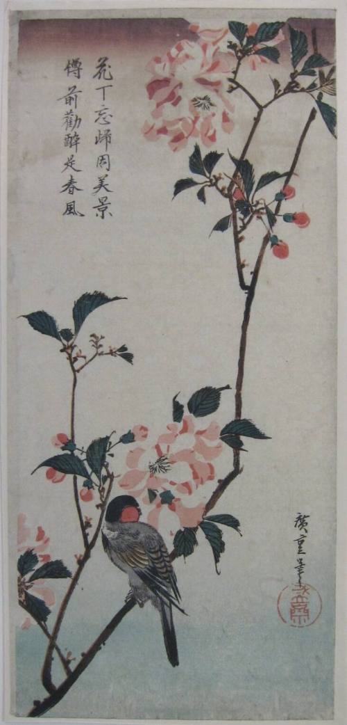 Hojiro and Cherry Blossoms