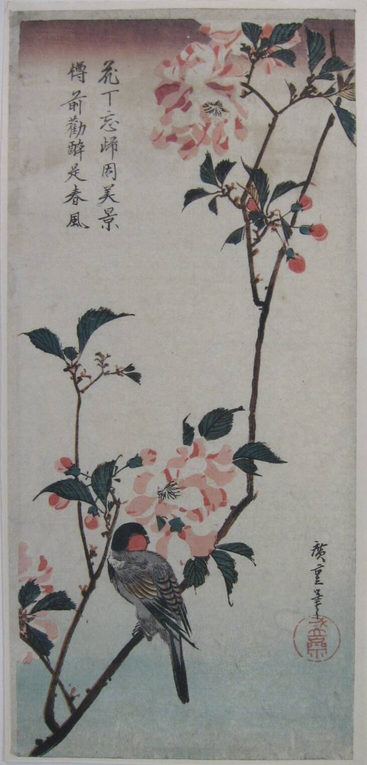 Hojiro and Cherry Blossoms