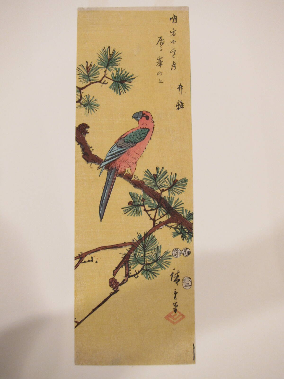 A Parrot Perched on a Pine Branch
