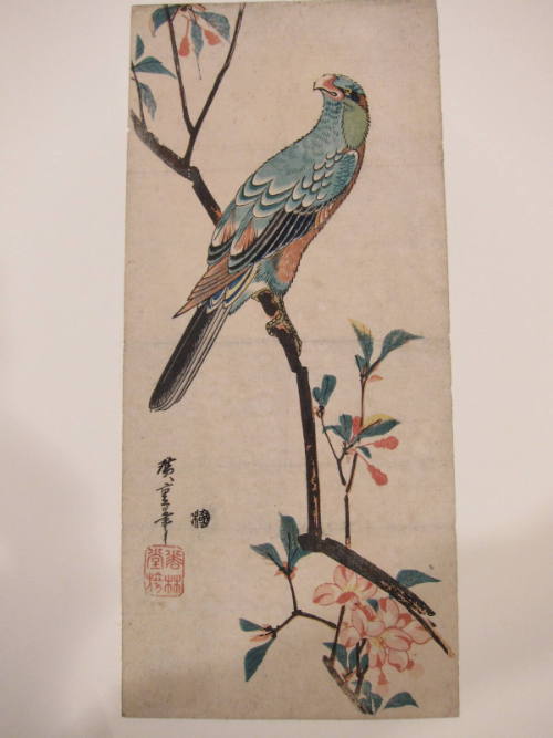 A Macaw Perched on an Aronia