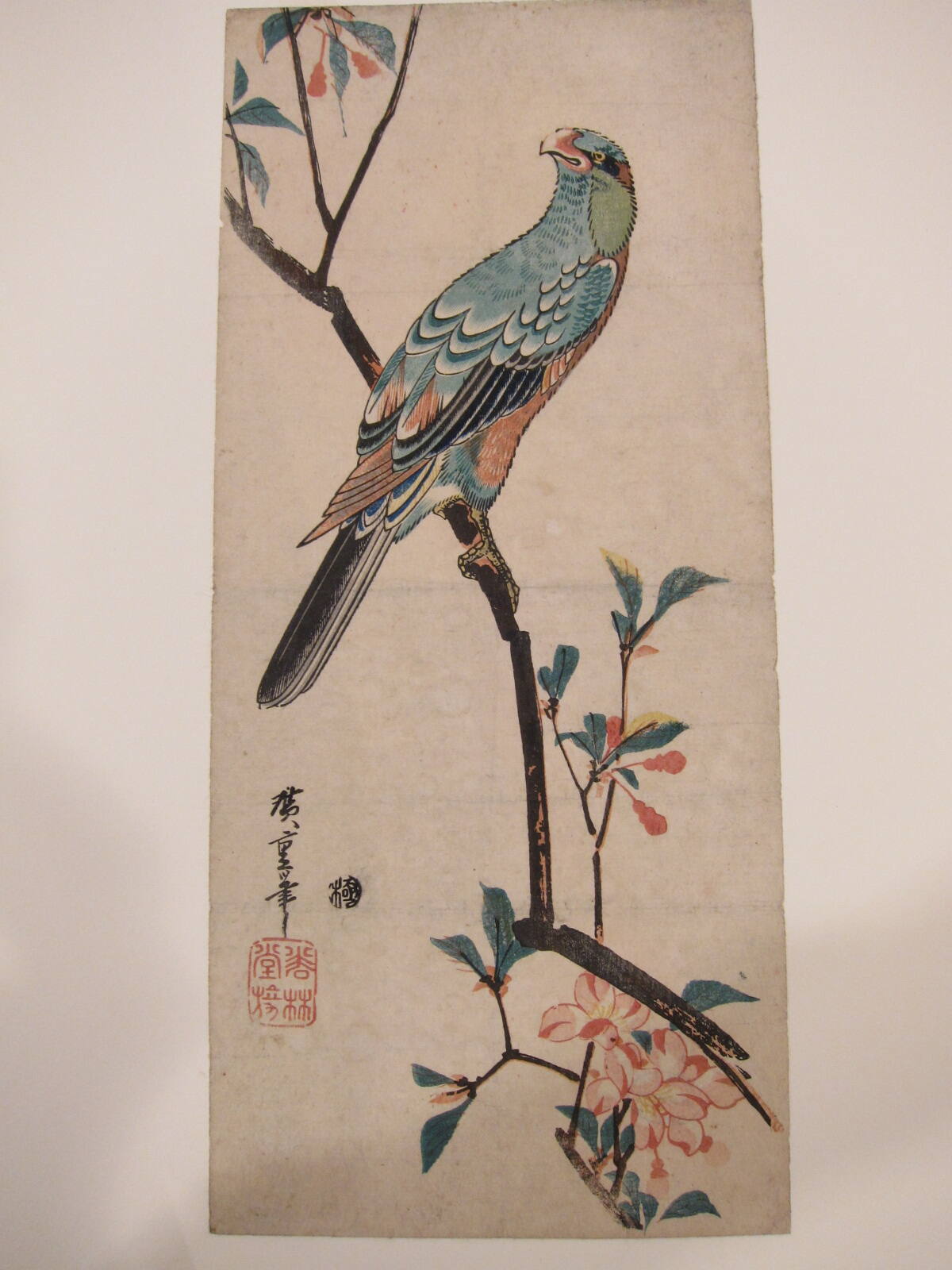 A Macaw Perched on an Aronia