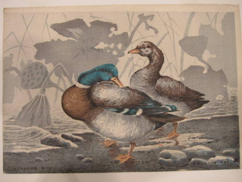 Ducks at a Lotus Pond