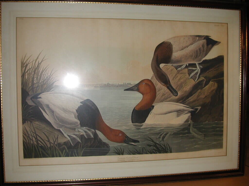 Canvas-backed Ducks