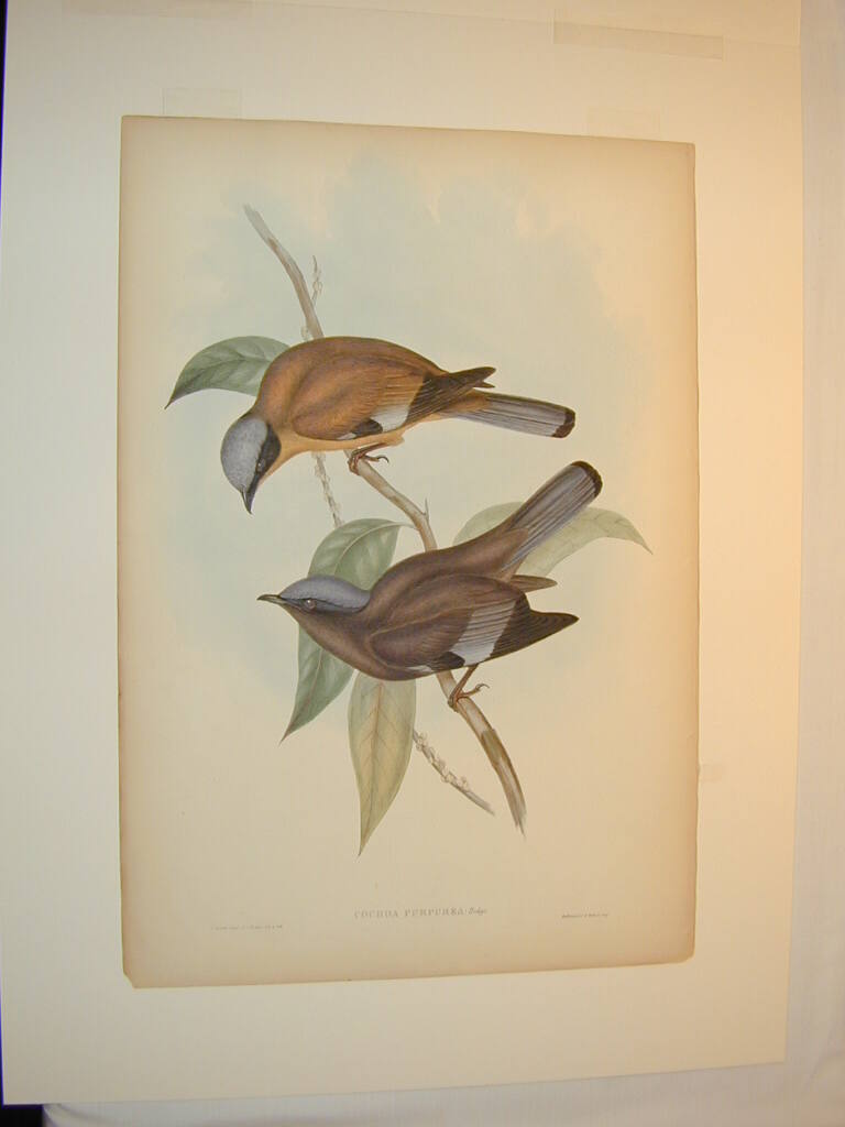 John Gould
