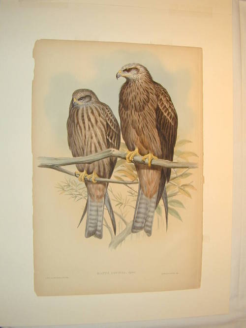 Milvus Bovinda (Govinda Kite)