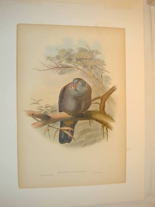 Palumbus Elphinstonel (Elphinstone's Wood Pigeon)