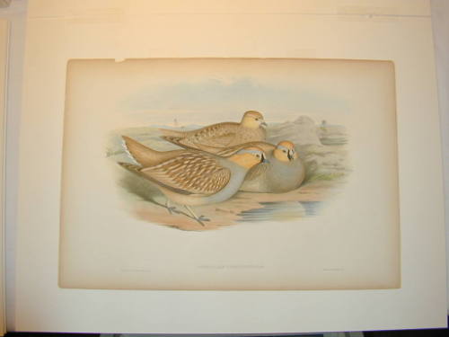 Pterdcles Coronaitis (Coronetted Sand Grouse)