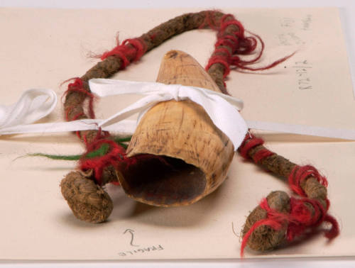Wild Boar Tusk