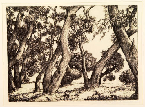 Live Oak Trunks