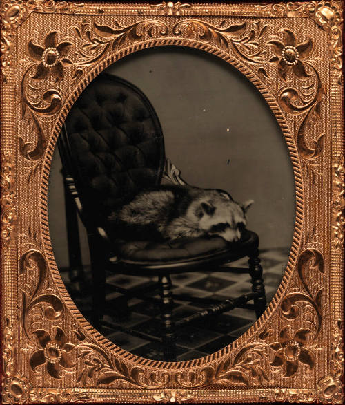 recto image overall