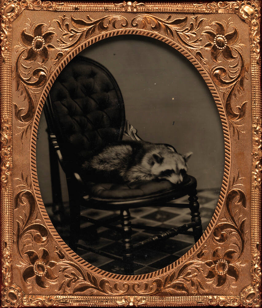 recto image overall