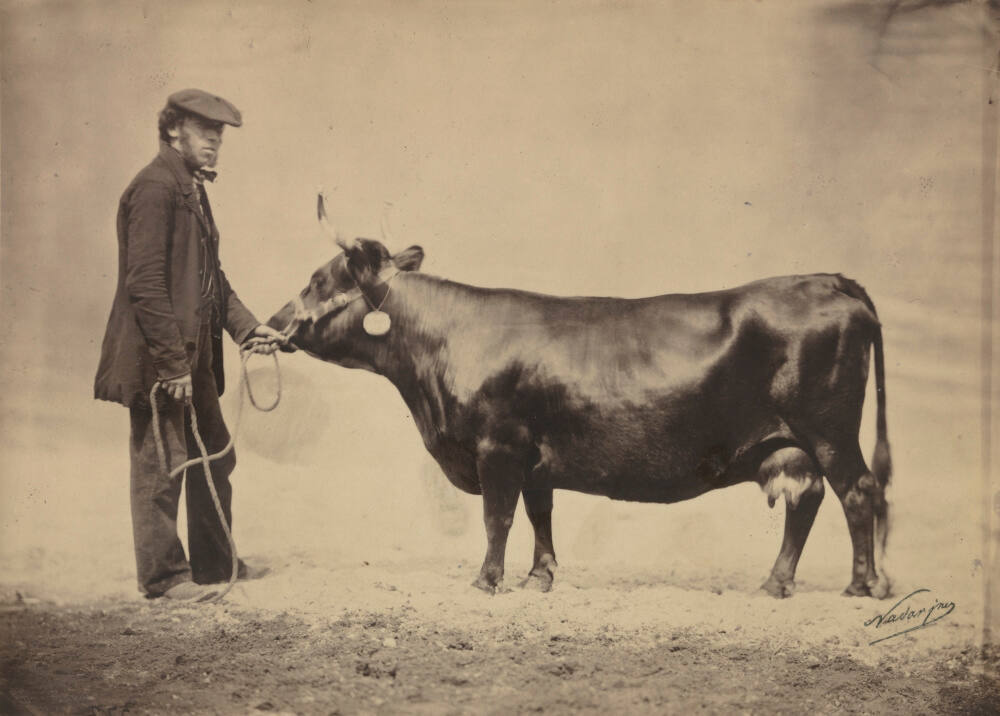 Steer