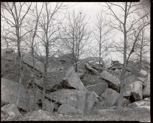 Cottonwoods with spall, Woolery Stone Co., Bloomington