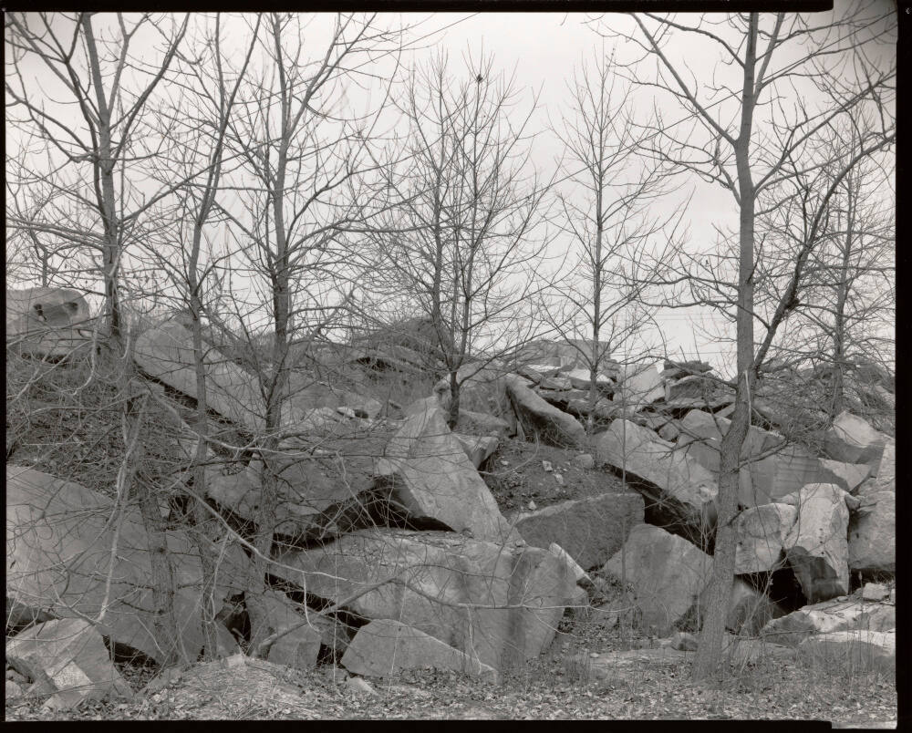 Cottonwoods with spall, Woolery Stone Co., Bloomington