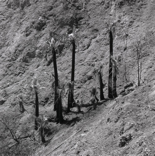 Soboba Hot Springs, California (II)
